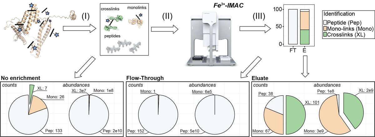 xlinkx_pd's tweet photo. Fully automated, 96-well plate enrichment of crosslinked peptides - 300x enrichment at >90% specificity with PhoX :)
https://t.co/tmeDdCIliw
#XLMS #CXMS #Proteomics #StructuralBiology #PhoX https://t.co/8LH6KqI4qZ