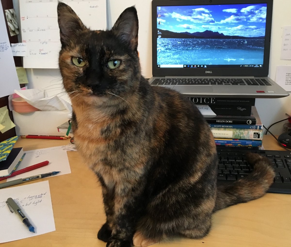 LariDonWriter's tweet photo. Note careful placement of tail on keyboard. This cat thinks I should stop writing now, and adore her instead. Cats don't care about deadlines... #amwriting #writerscommunity #writerscats #cats #deadlines #kdlit https://t.co/ZrlgXNCIWw