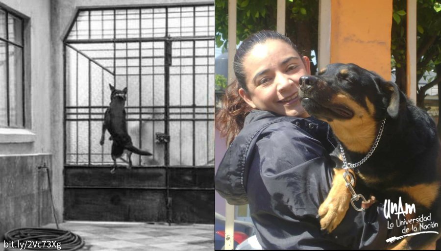 #BoletínUNAM Es importante dar seguimiento a un perro rehabilitado y con signos de maltrato: Adriana Cruz, #AlumnaUNAM que socorrió a “Borras”, el can de la película “Roma” > bit.ly/2BMQ1aV