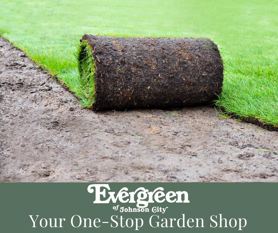 Evergreen_JC's tweet photo. Did you know you can revitalize your lawn by using sod? https://t.co/ltkOLUD67q #evergreenjc #shoplocaljc #gardenshop #lawncare https://t.co/To8QaF7Q7d