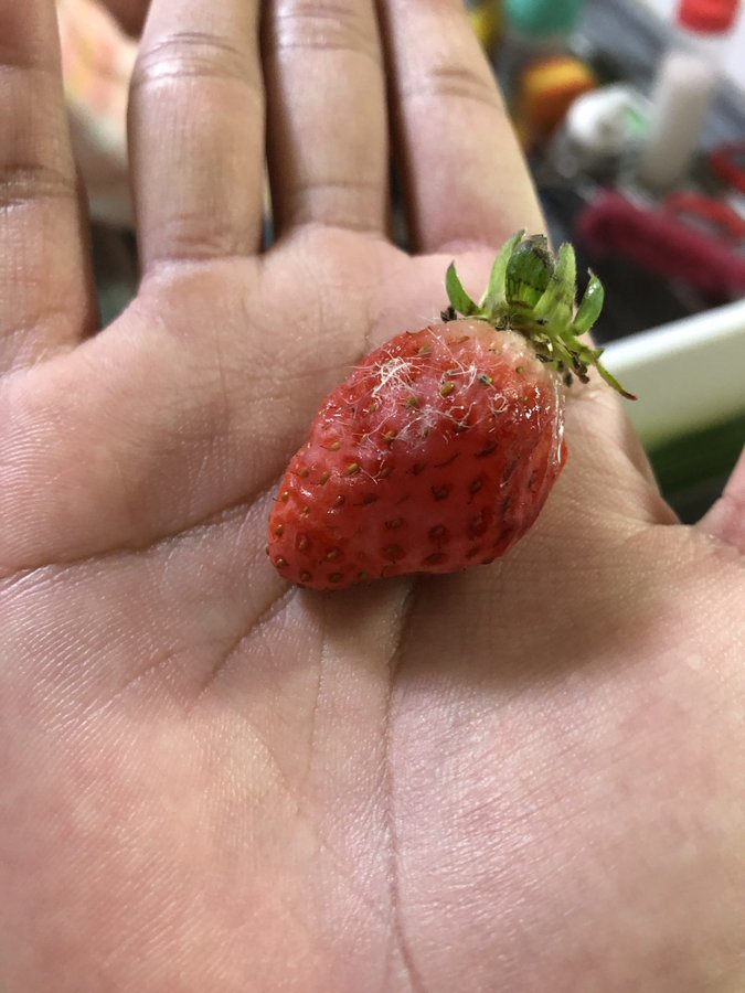 いちごにカビが生えても食べられる 対処法や見分け方を解説 お食事ウェブマガジン グルメノート