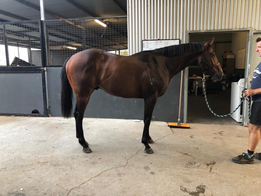 BlueBlood Thoroughbreds (@bluebloodaus) on Twitter photo FREE FOLK (Unencumbered X Folk Rock) in pre training at <a href="/EvergreenFarm/">Evergreen stud farm</a>, then hopefully off to <a href="/GaiWaterhouse1/">Gai Waterhouse AO</a> & A.Bott Stables. FREE FOLK (Unencumbered X Folk Rock) in pre training at <a href="/EvergreenFarm/">Evergreen stud farm</a>, then hopefully off to <a href="/GaiWaterhouse1/">Gai Waterhouse AO</a> & A.Bott Stables.