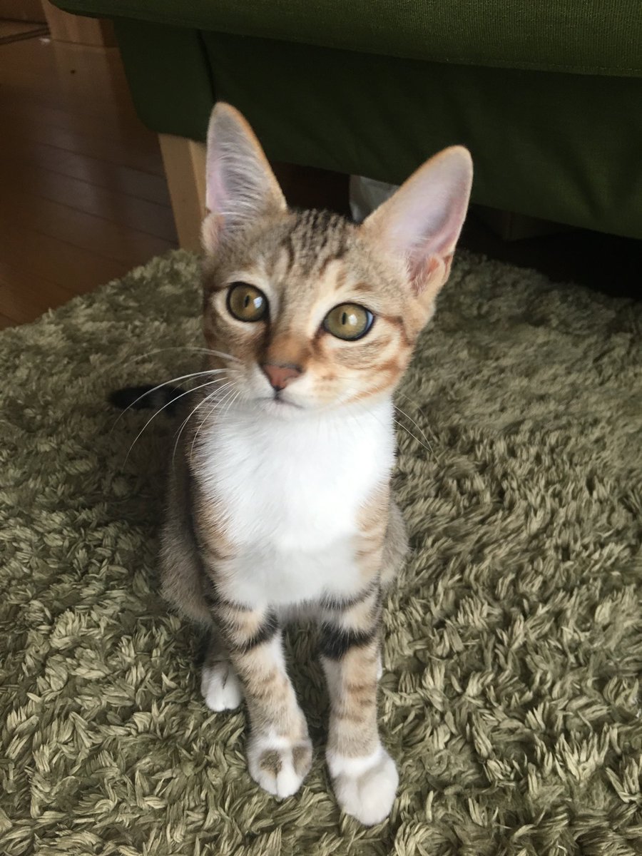 Tokunaga Akiko در توییتر うちの猫は 野良猫から産まれた雑種の子です むちゃくちゃかわいいだろ 猫はみーんなかわいい