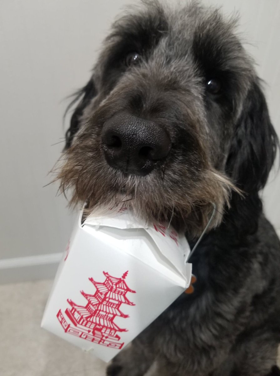 I'm all that and dim sum. 🤣
#FridayFunny #sorrynotsorry #hungrydog
#goldendoodle #dogmodel
