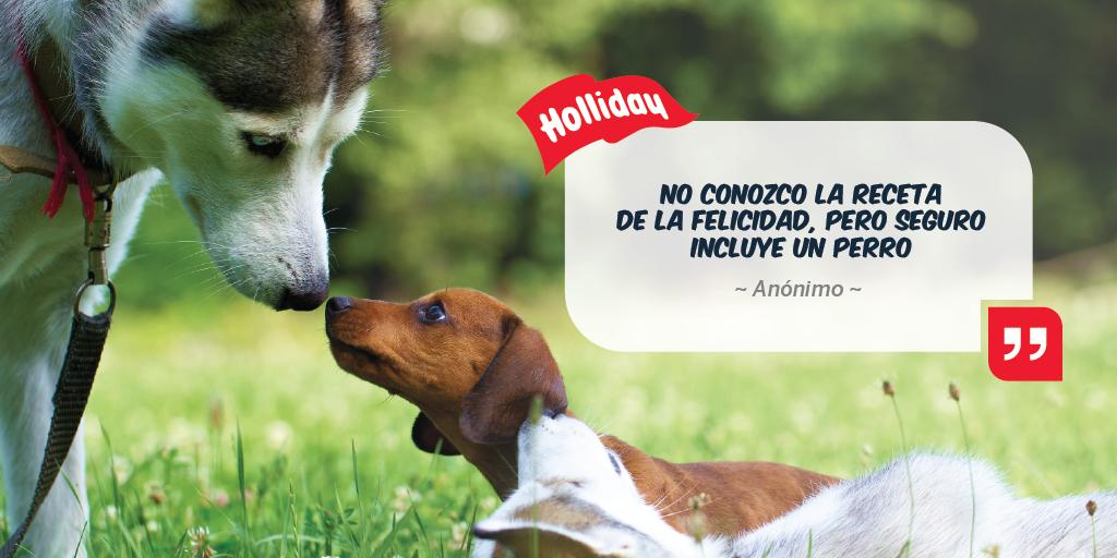 LabHolliday's tweet photo. #Frases #FrasesAnimales #FrasesPerros #Cachorros #Felicidad #Veterinarios
#Mascotas #Perros #Gatos #LabHolliday https://t.co/NoJFMdICVT
