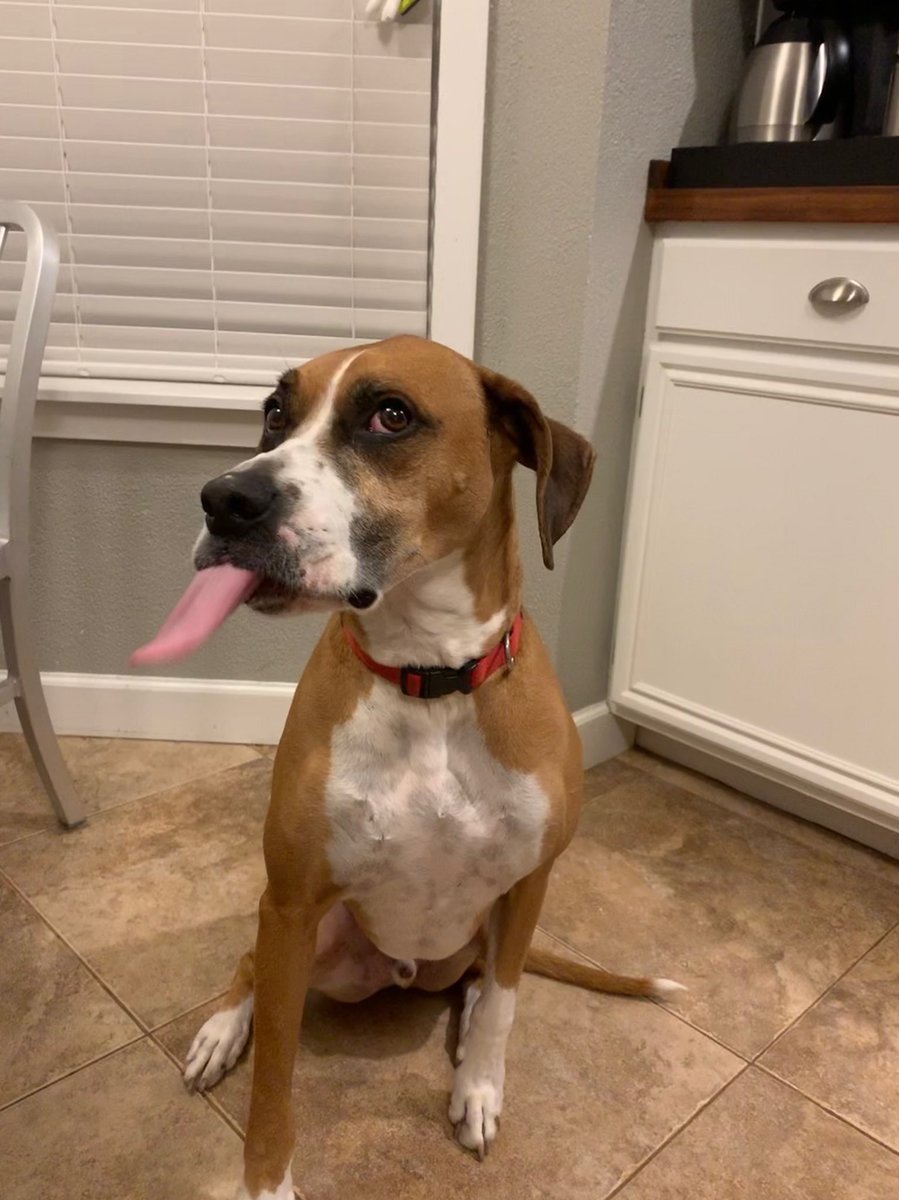 Sam_the_Boxer's tweet photo. I love peanut butter. https://t.co/zryedcqOUP
