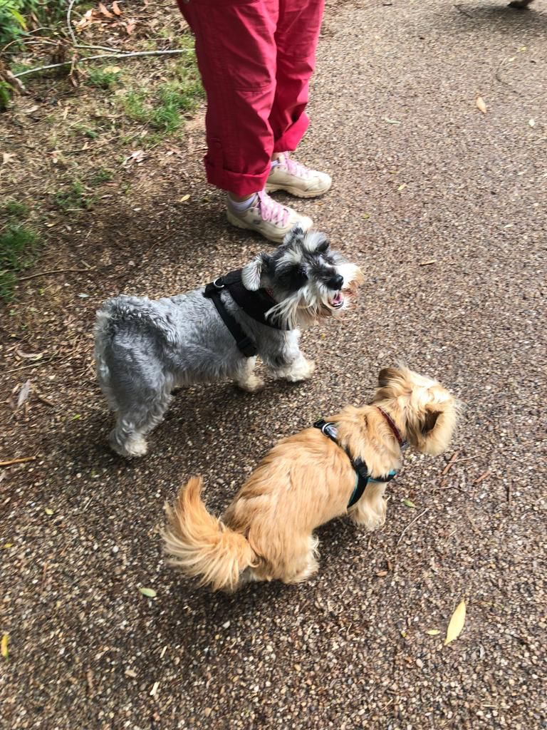 SitandstayMK's tweet photo. Our #PoochOfTheWeek is Roxy the 4 year old miniature #Schnauzer! 😍

Roxy is excited when I pull up, &amp; barks to let the whole street know I’ve arrived!🤣 She loves to roll in the wet grass, enjoys a run around with her friends &amp; loves a sleepover with Chilli dog! 
Good girl Roxy! https://t.co/fOcneNCrfk