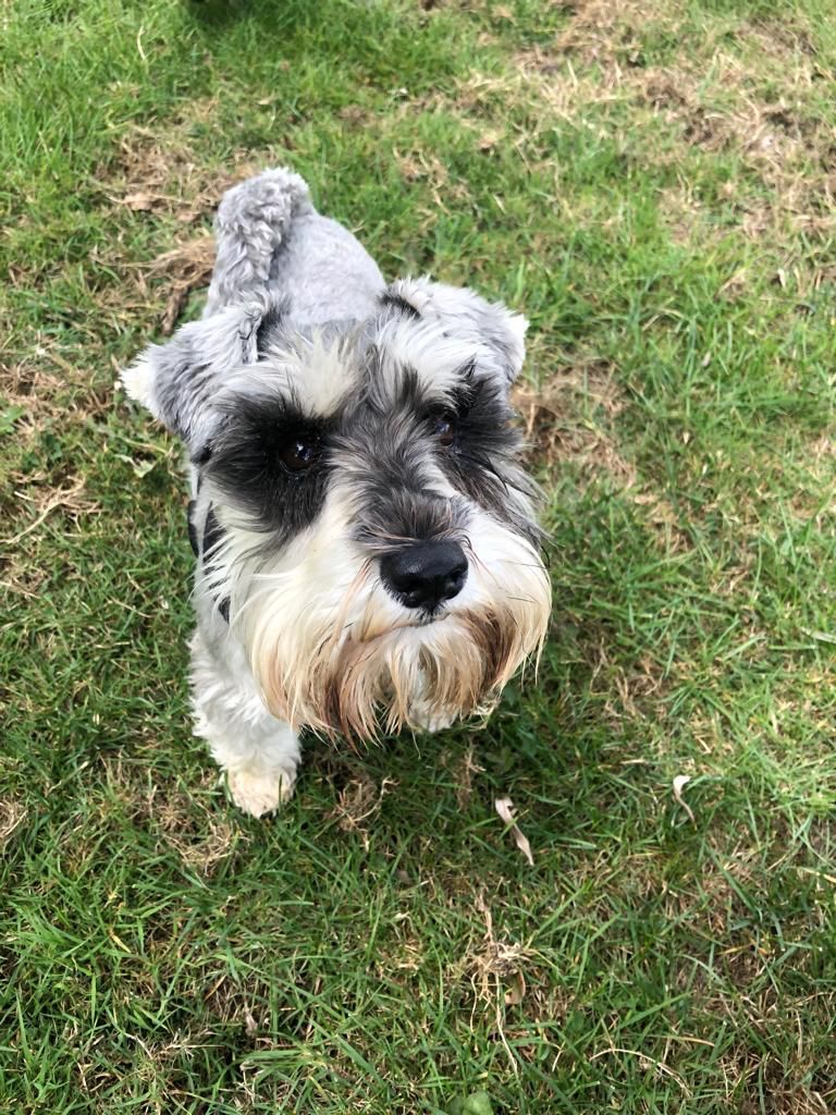 SitandstayMK's tweet photo. Our #PoochOfTheWeek is Roxy the 4 year old miniature #Schnauzer! 😍

Roxy is excited when I pull up, &amp; barks to let the whole street know I’ve arrived!🤣 She loves to roll in the wet grass, enjoys a run around with her friends &amp; loves a sleepover with Chilli dog! 
Good girl Roxy! https://t.co/fOcneNCrfk