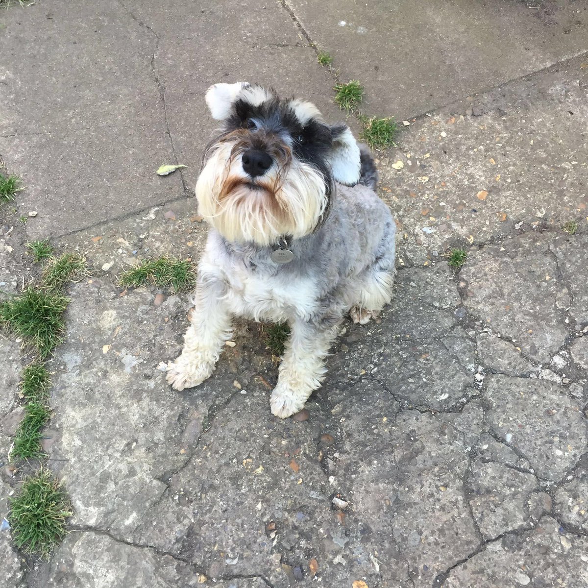 SitandstayMK's tweet photo. Our #PoochOfTheWeek is Roxy the 4 year old miniature #Schnauzer! 😍

Roxy is excited when I pull up, &amp; barks to let the whole street know I’ve arrived!🤣 She loves to roll in the wet grass, enjoys a run around with her friends &amp; loves a sleepover with Chilli dog! 
Good girl Roxy! https://t.co/fOcneNCrfk