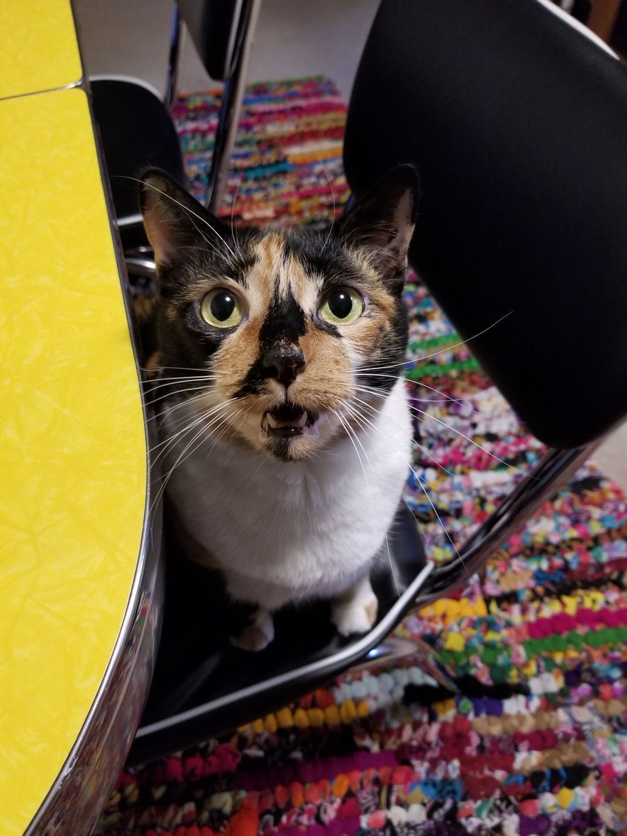 PDXWiIT's tweet photo. Getting ready for an alignment call and my favorite furry friend is asking me to play with her instead! Decisions... - @chefhazelpdx #MapleTheCat #TwitterTakeover https://t.co/w8uIK0wE3a