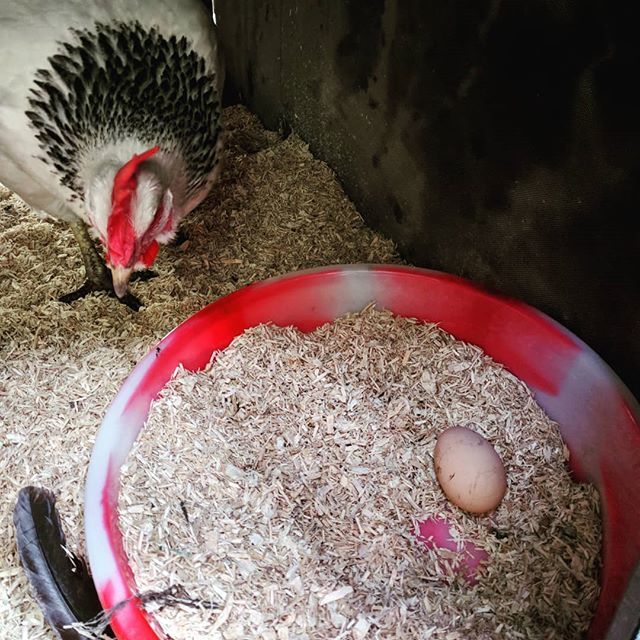 jackieloveclogs's tweet photo. #outsidetheworkshop
Did that really just drop out of my arse?
Dolly is back in business after her 3 month winter rest #feelslikespring #hens #firstegg #thisyear #clog #workshop #designermaker #clogs #jackielovesclogs #cloglove #clogmaker #shedlife #urban… https://t.co/ctKtnF0xNv https://t.co/f16xGrnVWo