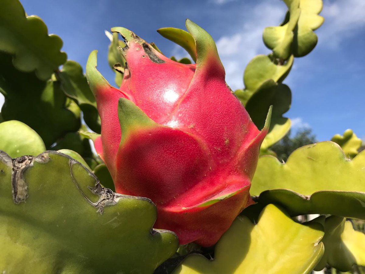 Nochtli3's tweet photo. #FelizFinde #ArribaLaPitahaya #DragonFruit #Life #Healthly #HechoEnMéxico #SayHello https://t.co/a9ze17qAFP