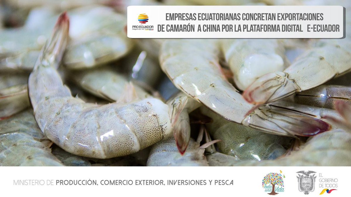 Produccion_Ecu's tweet photo. ¡BUENAS NOTICIAS! Productores  ecuatorianos concretaron exportaciones a #China, gracias a su registro en la plataforma e-Ecuador y su visita a la Feria Shanghai World Seafood 2018. La empresa china ha importado camaron de empresas nacionales🇪🇨 por un equivalente a USD 8 millones. https://t.co/dYREIPPyAq