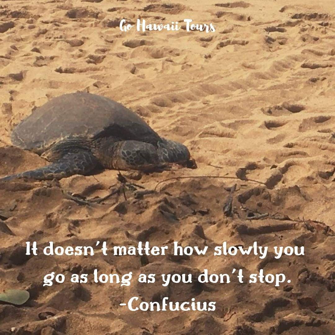 gohawaiitours's tweet image. Let's move forward TOGETHER to success ❤️ 
Happy Friday! 🤙

#TrueHawaiianExperiences #FunAtTheBeach #IslandTour #GoHawaiiTours #HawaiiTour #BestOfHawaii #LoveTheIsland #BestHawaiianTour #Hawaii #Beach #Tours #Travel #HawaiianSnorkeling #Turtles #SnorkelingWithTurtles