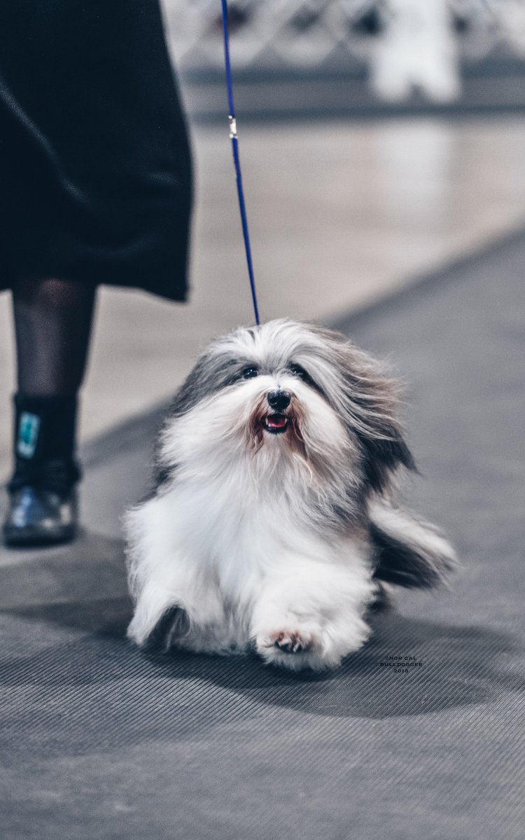 bevhillsdogshow's tweet photo. Best in hair? This Havanese is rocking the windswept look. 🌟 🐶
#FridayFeeling #GlamDogs #BHdogShow https://t.co/7ssQOSqDTf