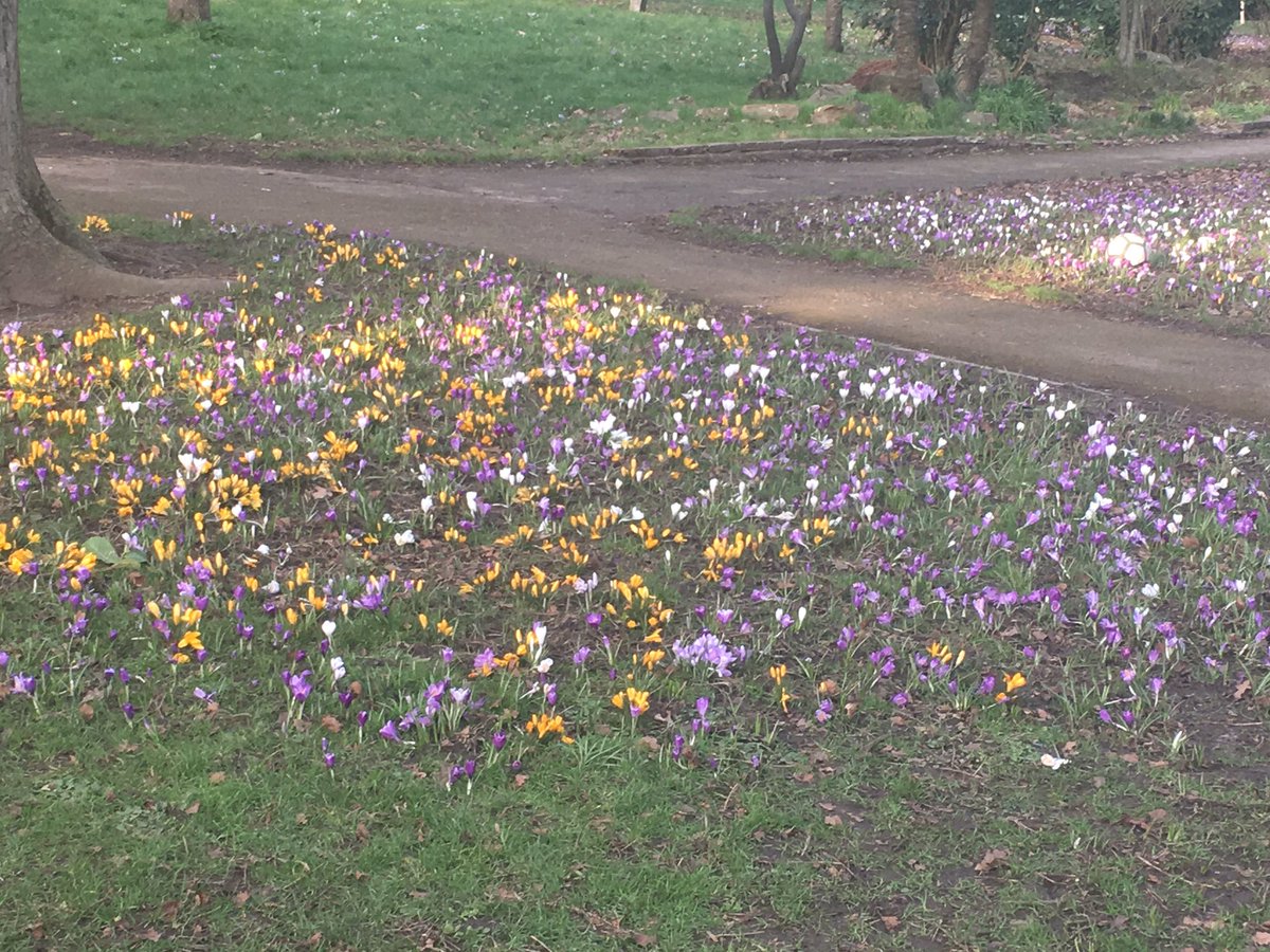 🐝🐝🐝loving the amazing crocuses in the park today 🍯🍷