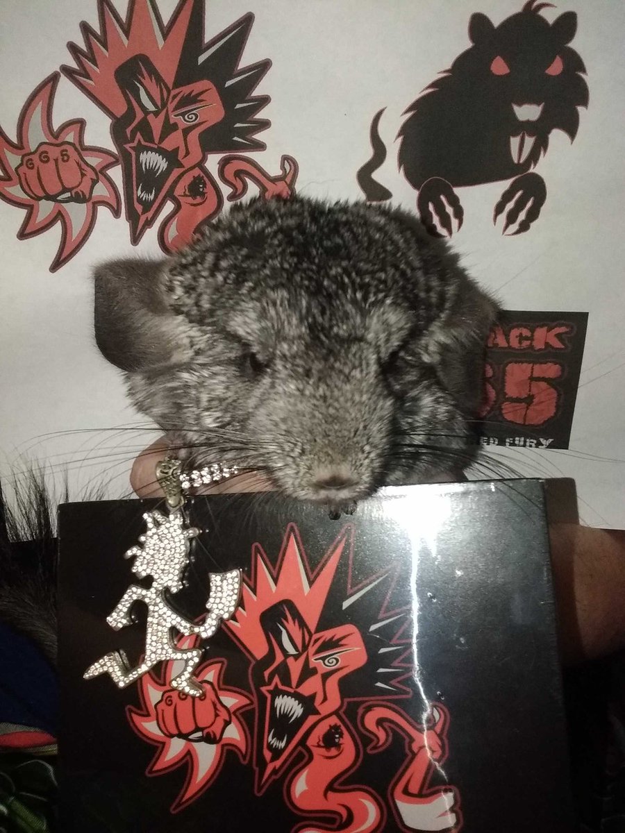 MZHOLLYW00D's tweet photo. PEGGY THE CHINCHILLA @therealicp #fff #icp #fearlessfredfury #FREDDYSHERE #freddyday #fearlessfredfriday #fiteback #biteback #fredscousin #fliptherat https://t.co/MyIZwsk1Od