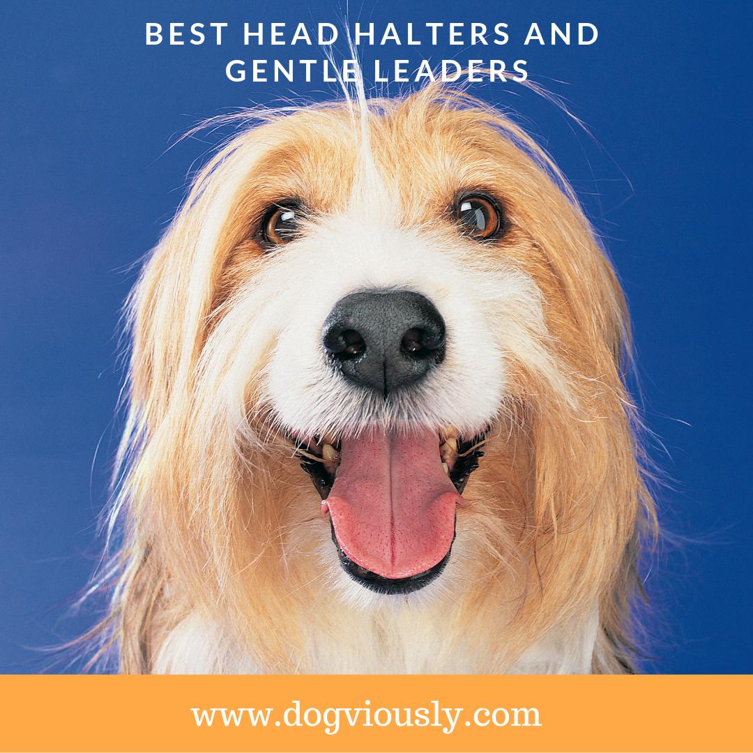 dogviously's tweet image. On a good walk with your dog, you are in control and your dog and you are both comfortable and enjoying yourselves. Discover the best halters and leaders that we recommend. 
goo.gl/Jm4Hnf
