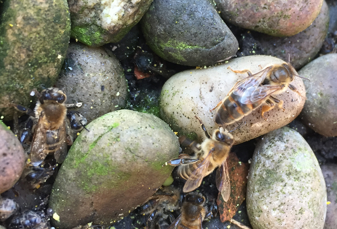 Look at this! Bee Craft reader Amanda Berry spotted this queen outside her nucleus colony this week!