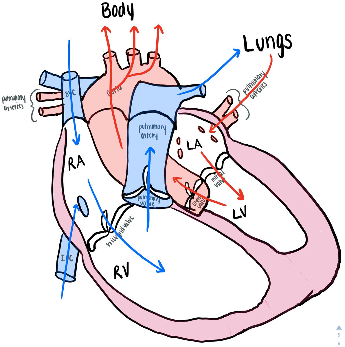 #CardioAnatomy #CardiacBloodFlow #CardiacCycle #WiggersDiagram #CardiacDepolarization