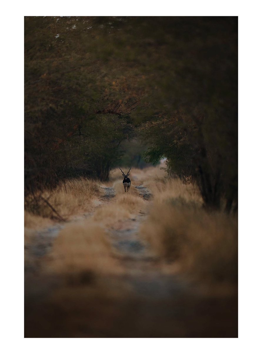 Indian Blackbuck

#fineartphotography #nature 
#natgeoyourshot #light #sanctuary_asia #saevus #naturephotography #nifhive #tagforlikes
#tagforlike #followback #nikon
#nikon_india #nature_in_fine_art #NiFPickoftheWeek #dslr #natgeotravelpic #fineartphotography #gettyimages