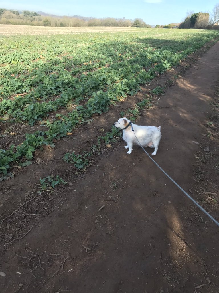 PussPussTopCat's tweet photo. Mummy took us to the farmers field I was a good boy ๐#getfitwithrupee https://t.co/3gzzme89tu