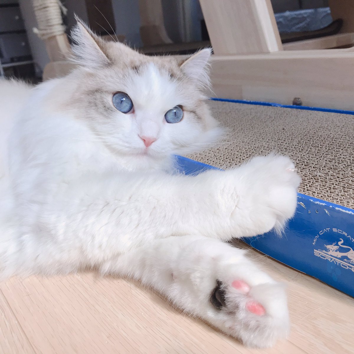 mongss3cat's tweet photo. 보호자의 삶 자체인 몽설즈와 함께 살아요✨

몽룡 - 어느날 운명처럼 만났어요
설하 - 계획된 운명으로 만났어요
시즈 - 길에서 운명처럼 만났어요

몽룡 설하 시즈 사랑해주시는 모든분들께 감사드립니다!
개인소장은 되지만 재업로드는 허용하지 않습니다.
아이들 그림은 @_puril 님께서 주셨어요✨ https://t.co/jpQdUMLCfU