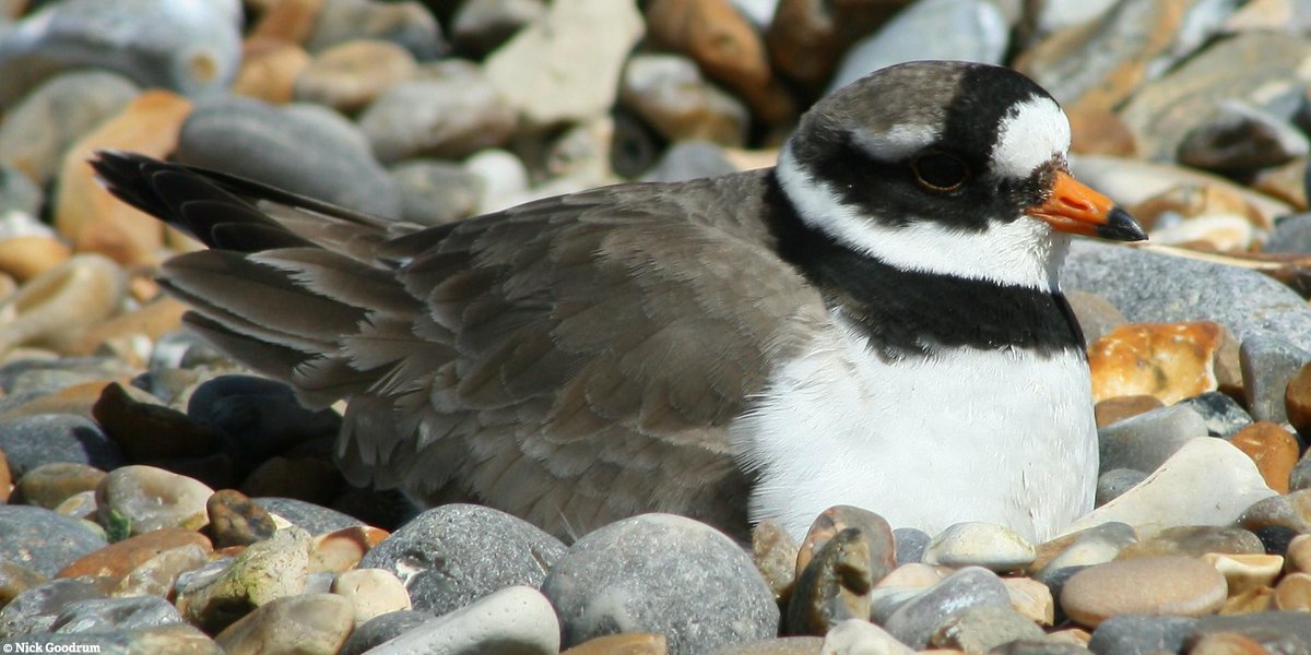 Visitors to NWT Holme Dunes are now more aware of vulnerable nesting birds such as the ringed plover, thanks to interpretation panels installed with #bagsofhelp funding @TescoEastEng <a href="/groundworkuk/">Groundwork UK</a>. Find out how to apply online: tesco.com/bagsofhelp