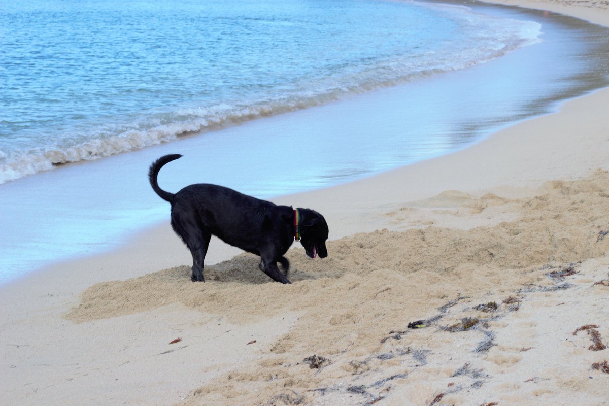 MallofStCroix's tweet photo. Happy Friday. The golden child of the weekdays. The superhero of the workweek. The welcome wagon to the weekend. 
Have as much joy as a dog at the beach -- and share dog photos 😍
#FridayFeeling #FridayThoughts #dogsoftwitter https://t.co/5Zr3y7WsJv