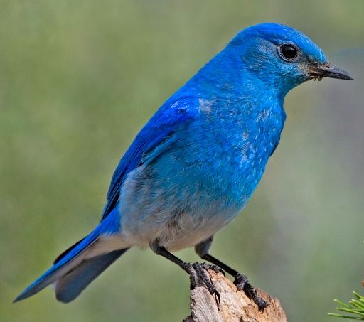 The Mountain Bluebird enjoys the high country of Nevada. This bird can live 6-10 years in the wild. #birds #birdwatching #dsmfeed #birdfeed #mountainbluebird #nevada #statebird #feedthebirds #backyardbirds #backyardwildlife