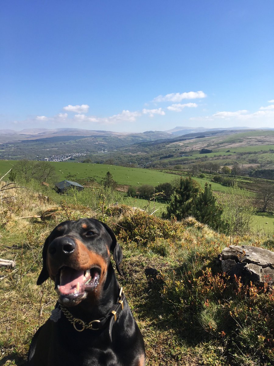 #WalkingTheDogDay 🤷‍♀️🐾
Everyday is walking the dog day?? 🙄 #doberman #offlead #WelshMountains