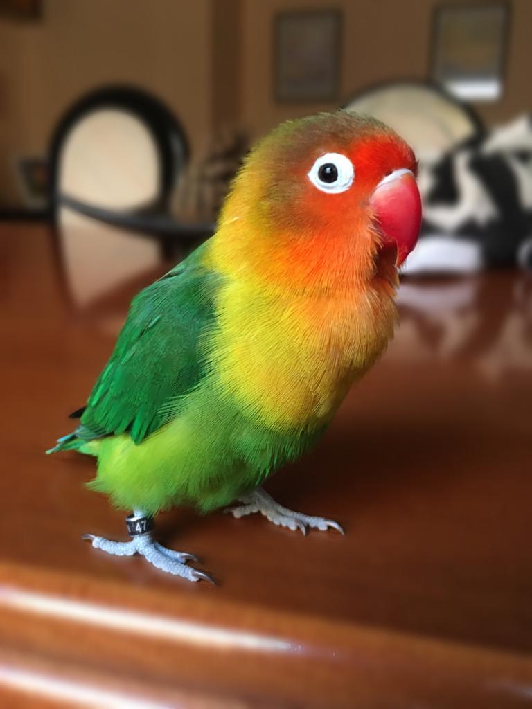 saramn91's tweet photo. #zapeando1312 Hola! Os presento a nuestro agaporni, el rey de la casa! Se llama KIWI por ese verde predominante en sus plumas.  A qué es mono!? Incluso tiene instagram @kiwitheboss11 😊 https://t.co/BjeigypxPT