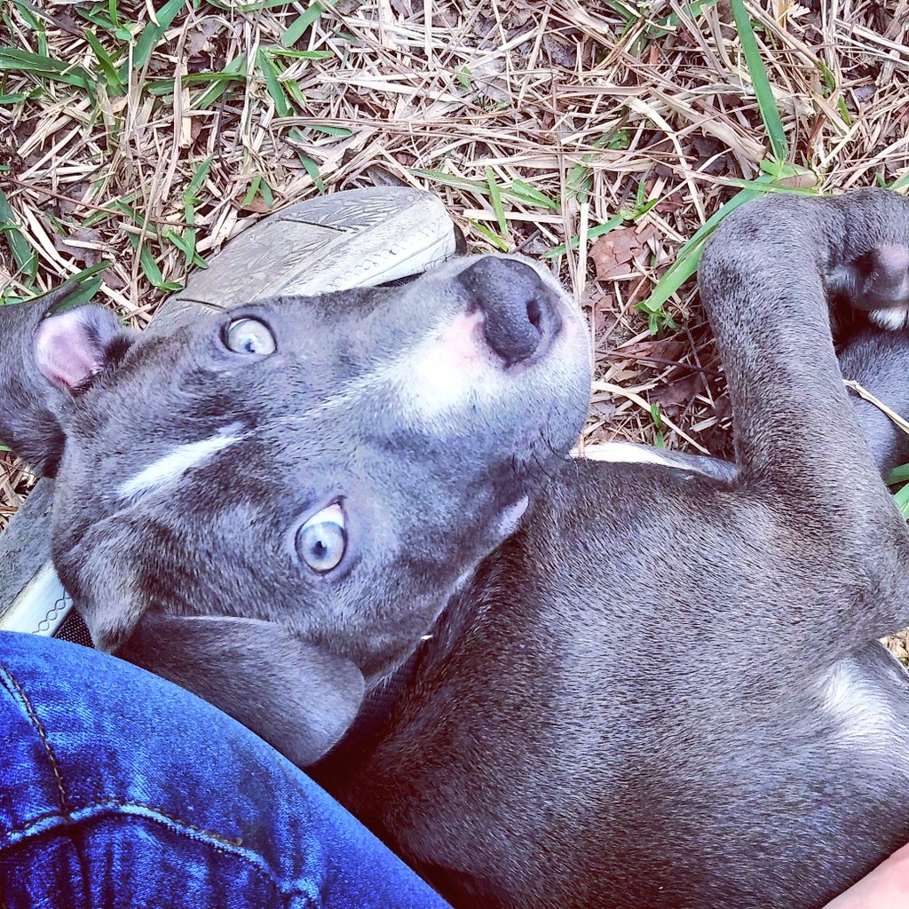 sabrinavaes87's tweet photo. He's so handsome 🐶😍
.
Welcome home Sergeant 💟
.
#puppiesofinstagram #pitbulls #bluenosepit #puppylove https://t.co/n06Lr4vc0E