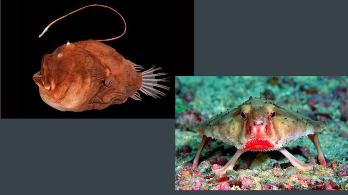 Hosmeriana's tweet photo. And why assume she’s female? Those breasts might be nothing more than sailor-bait on a merperson of any gender, like a Page 3 Anglerfish. For comparison we don’t assume all Red Lipped Batfish are girls in Mac Ruby Woo!(thanks @sacha_coward for this fish) #EBJ2019 https://t.co/YGSU8LLubZ