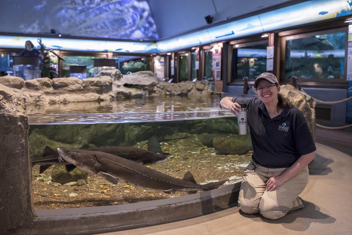 Shedd Aquarium tweet media