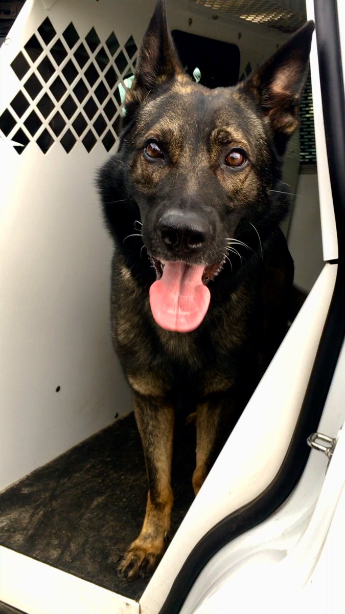 K9 Shep is celebrating his 5th birthday today! Let’s all wish him a very happy birthday! 🎂🎁🎈