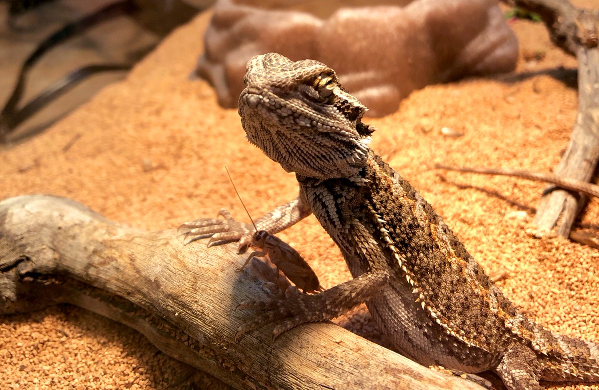 MrsDonohueEF's tweet photo. Class pet Pepper is giving us dirty looks on this snow day give back #stillinvacationmode #pepperjuniorvalentino #beardeddragon @CherryLaneES @SuffernCSD https://t.co/FUrXhQGNVR