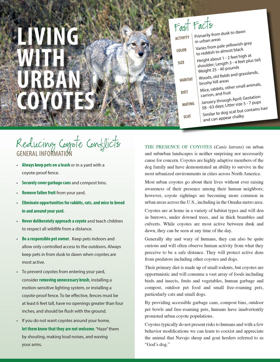coyotes animals facts on City Of Papillion On Twitter We Ve Had Reports Of Residents Leaving Food Outside For Coyotes Feeding Coyotes Or Other Wild Animals Teaches Them To Come To Humans For Food Which Is A