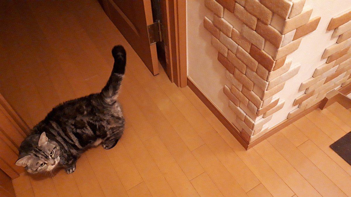 ばんぼんど Pa Twitter こんばんは にゃんこの困った のための Diy動画アップしました 猫の爪とぎ痕を補修します 我が家の壁はレンガだらけ 笑 T Co S0j81hyj57 マンチカン Diy 猫 ぽっちゃり 壁紙 かわいい ブサカワ 鳴き声 癒し