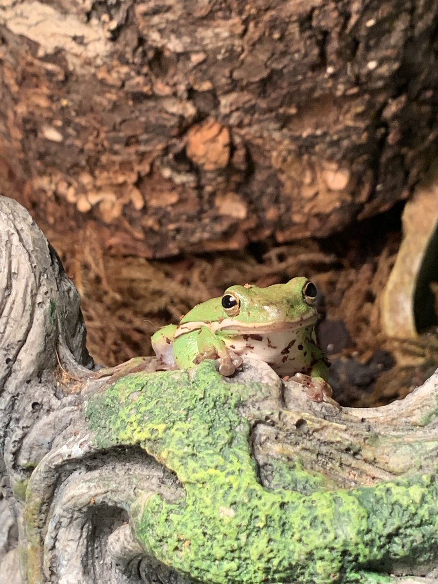 HeatherPiSTEM's tweet photo. Added a new friend today! Thank you @LisaEgan5th @missmccarthyOMS and @OMSStuCouncil for raising money for our new addition! https://t.co/JGWARoVf5G