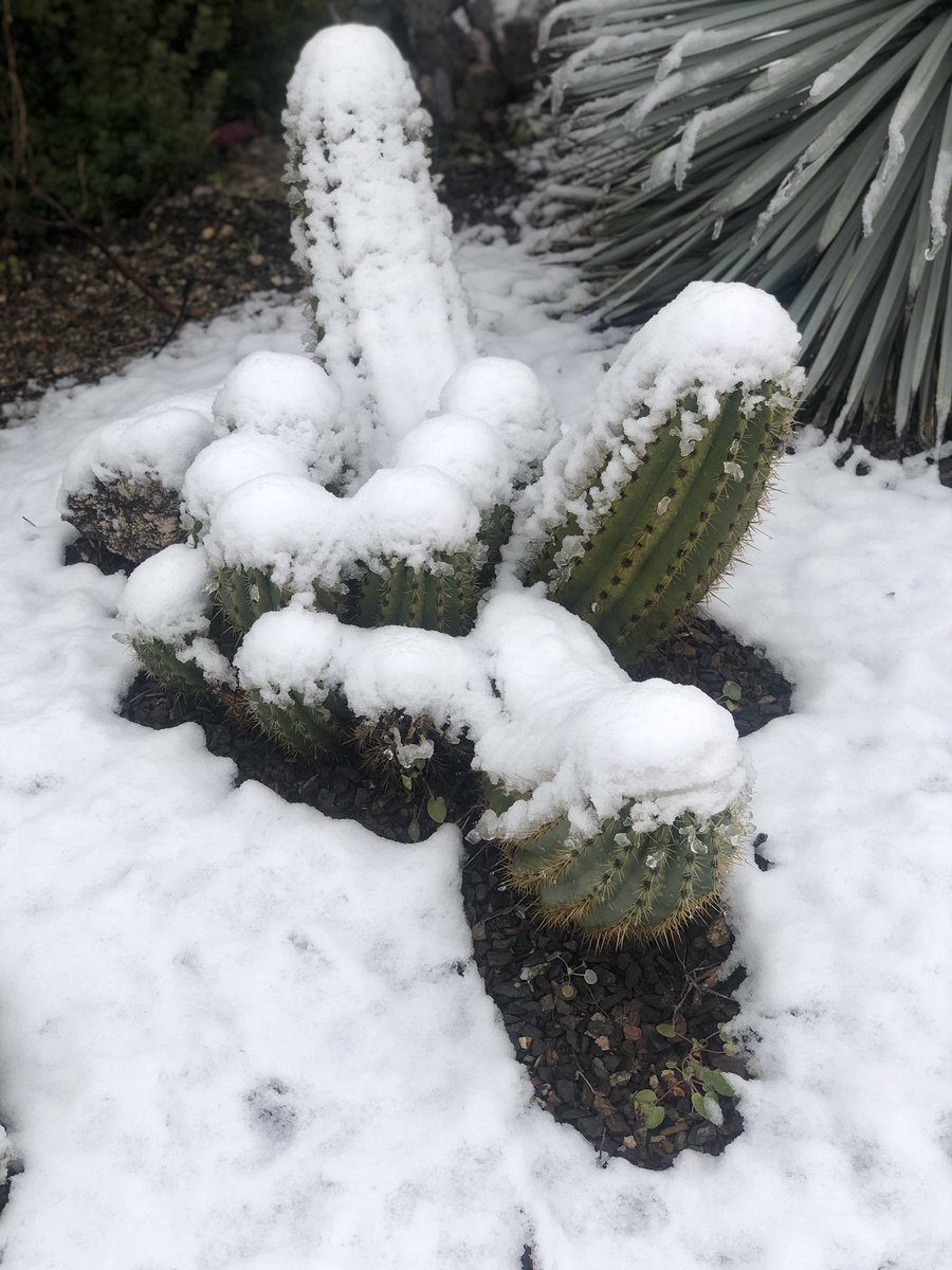 azlocal_lindsey's tweet image. Never thought I’d get to take a short drive to see the snow! Currently in Carefree. #azwx #azweather #snowacrossthevalley #carefree @CoryFOX10 @FOX10Phoenix