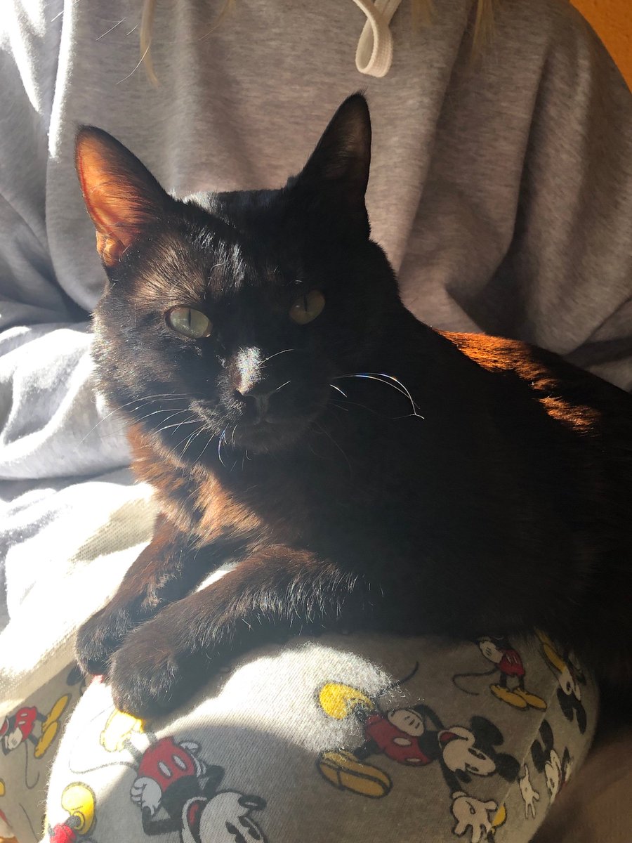 Notwelia's tweet photo. @zapeandola6 Mi gatete se llama Fígaro por el gato de Pinocho. ¡¡Y es preciosísimo!! #Zapeando1312 https://t.co/9v1kVVeyQ4