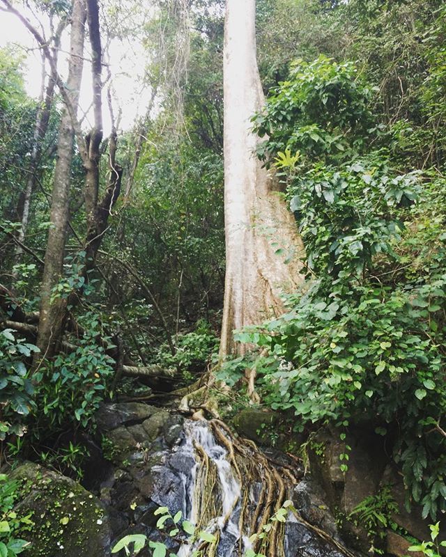 abijithmrao's tweet photo. The living gods. By far one of my most favorite tree encountered. .
.
.
#throwback #grit #trailbug https://t.co/oklgQNnEzL https://t.co/DgZHNKDTbA