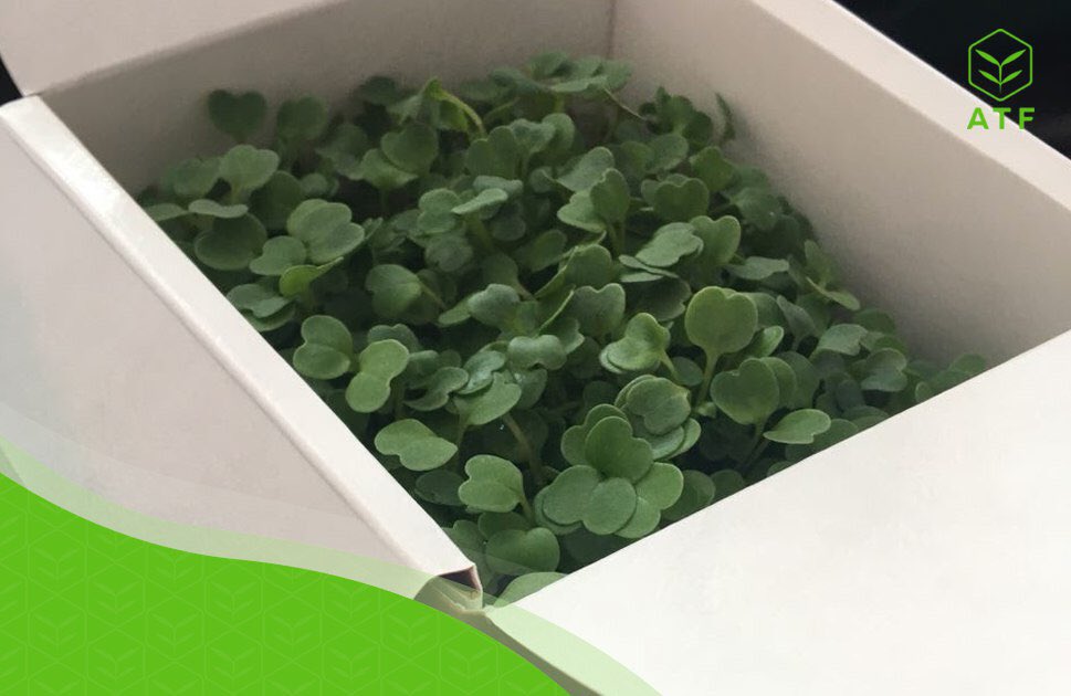 agro_tech_farm's tweet photo. The use of soilless growing methods, the complete absence of chemicals allow to use food directly from the garden. A two-tier air filtration maintains sterile cleanliness in the chambers, while excess pressure at the way out prevents insects from entering.
#organicfarming https://t.co/QHUNesevpe