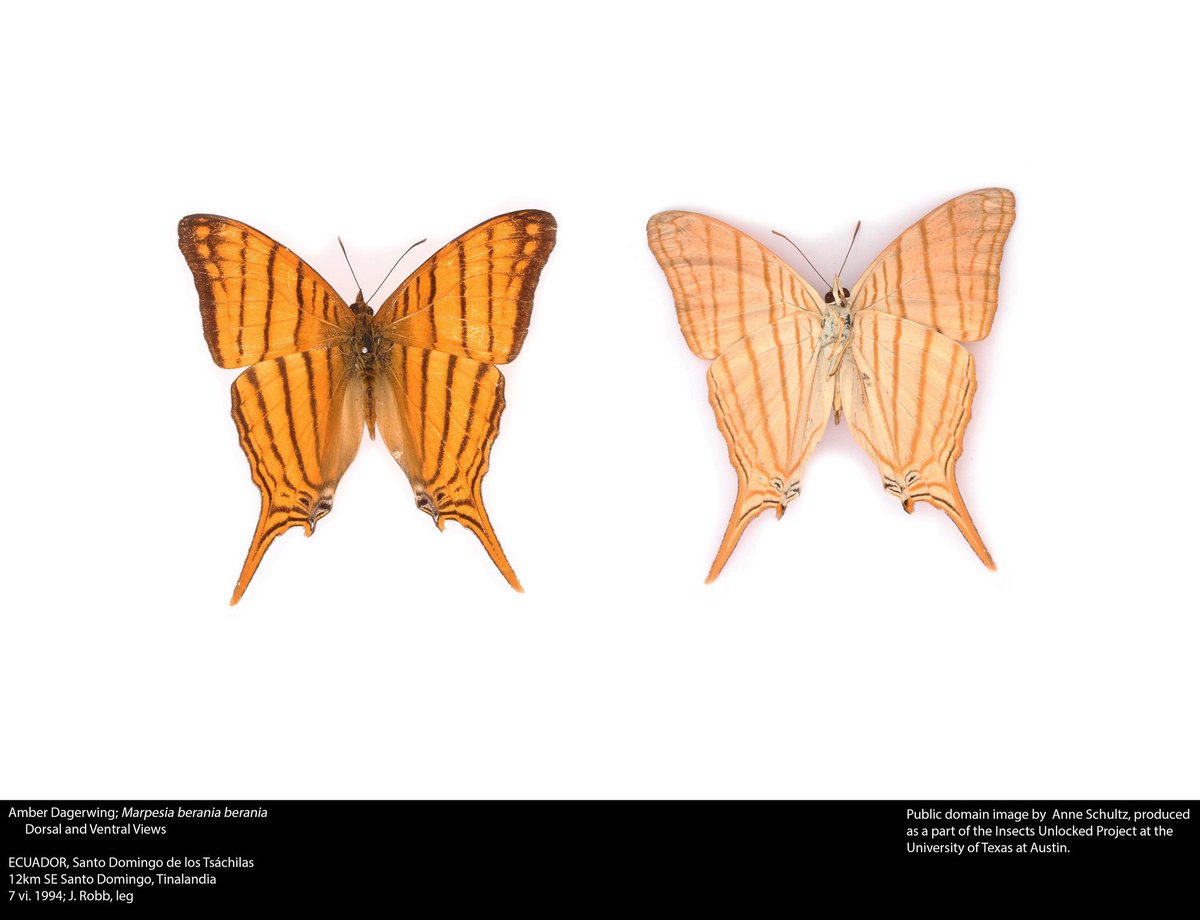 Upper and lower wing surfaces of a Marpesia daggerwing from Peru. New public domain image by Anne Schultz!