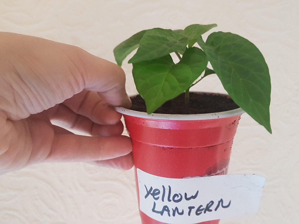 NEUKChillihead1's tweet photo. Yellow lantern are doing very well this year #yellowchilli #Superhot #chillilover #spicy #spice https://t.co/48CyVm7zrL