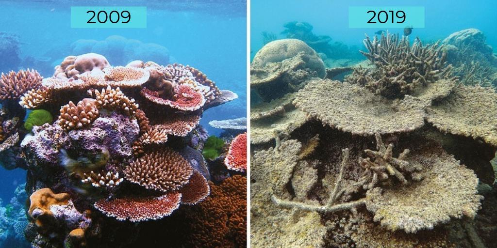 RebelBio's tweet photo. Did you know that the Great Barrier Reef, with its 2,000km length, is the largest living structure on earth? Unlike the Great Wall of China, it is actually visible from space 👩🚀 It's about time we stop destroying our oceans! #RebelFacts #WhoKnew #Sustainability #SaveTheOceans https://t.co/xPAMyc05KD