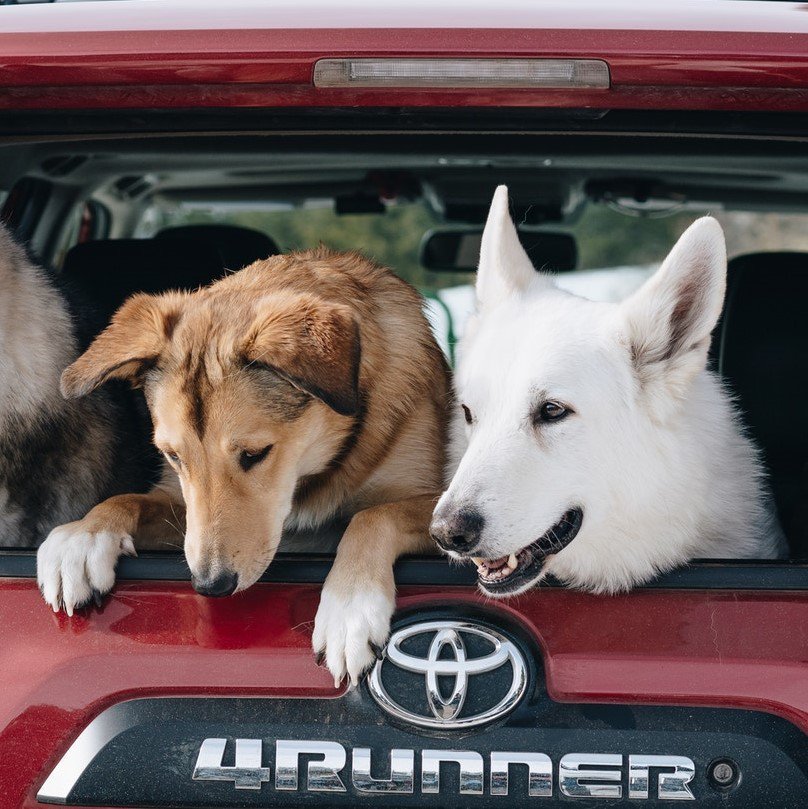Human tested. Canine approved.