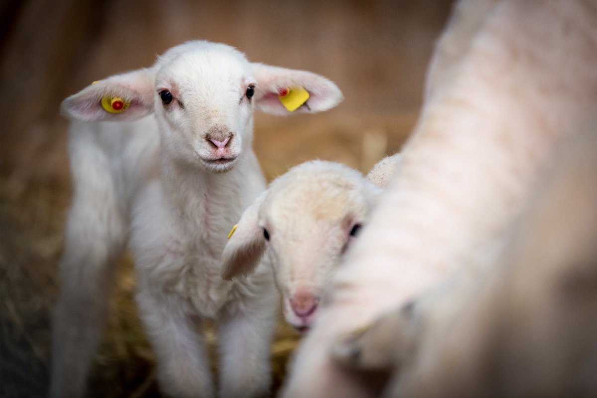 Are ewe interested in learning more about sheep? Visit the Sheep Show during the Vermilion Fair!