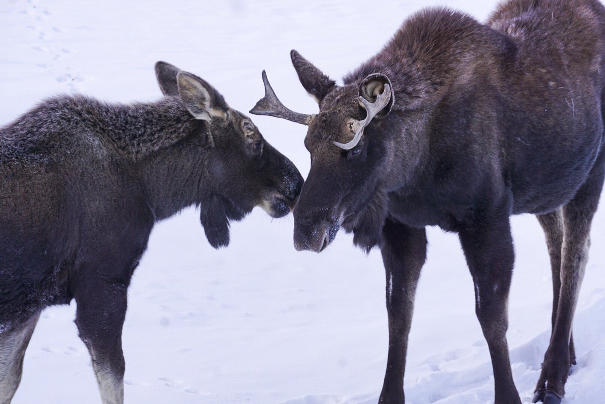 MackRusso3's tweet photo. Had some #moose stop by our backyard for a visit. 
.
.
#OptOutside #visitcolorado #Colorado #wildlifephotography #mountainlife https://t.co/Bl5cBITsc5